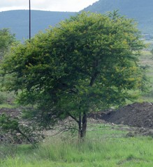 Vachellia karroo