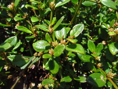 Alternanthera littoralis