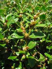 Alternanthera littoralis
