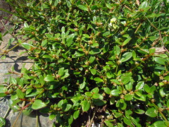 Alternanthera littoralis