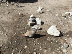 Tetraogallus tibetanus