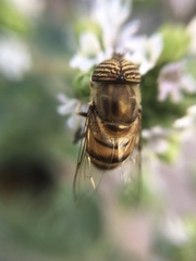 Eristalinus taeniops