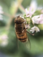 Eristalinus taeniops