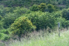 Vachellia karroo