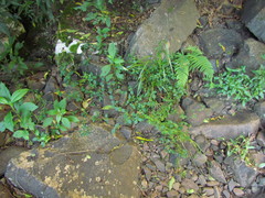 Alternanthera micrantha