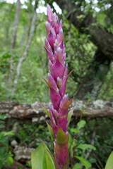 Tillandsia rubroviolacea