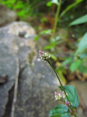 Alternanthera micrantha