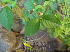 Alternanthera micrantha
