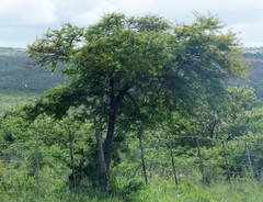 Vachellia karroo