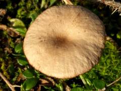 Clitocybe barbularum