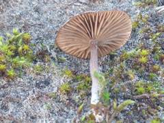 Clitocybe barbularum