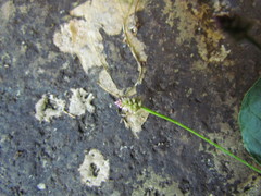 Alternanthera micrantha