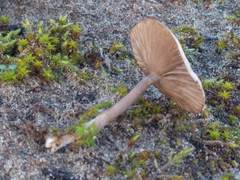 Clitocybe barbularum