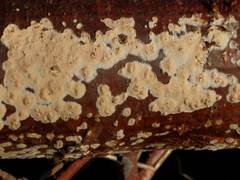 Cylindrobasidium laeve