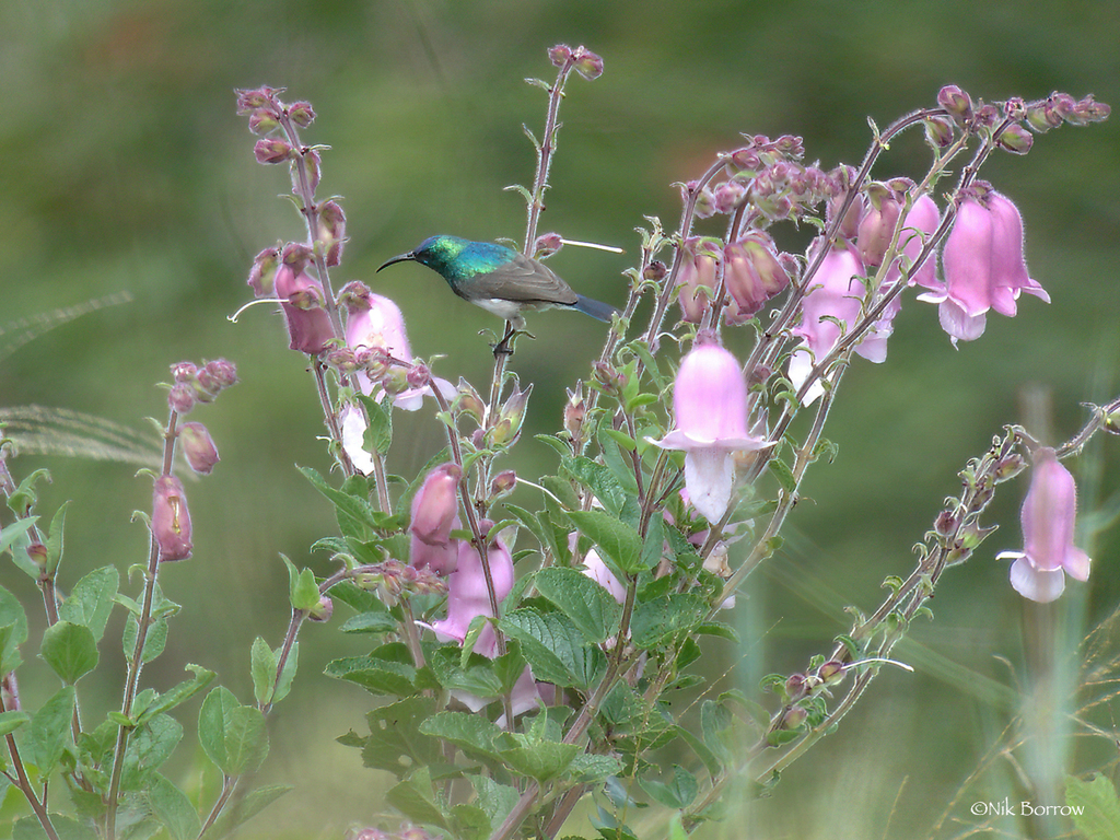 Oustalet's Sunbird
