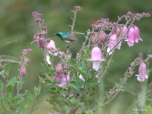 iNaturalist image