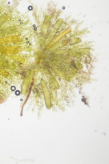 Syntrichia princeps