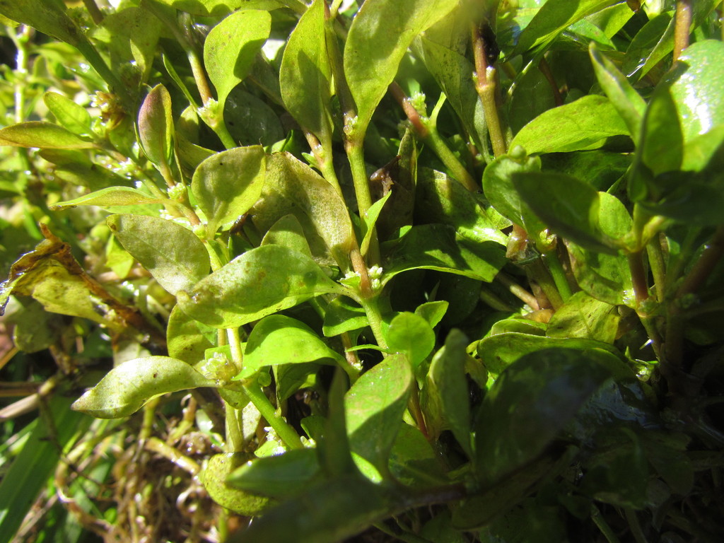 Alternanthère de Reineck (Alternanthera reineckii)