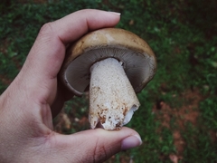 Agaricales