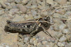 Omocestus haemorrhoidalis