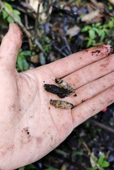 Excussispira lunatica