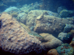 Sphoeroides greeleyi