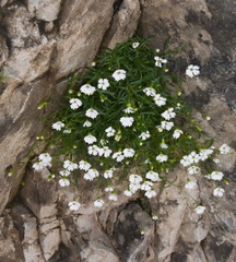 Heliosperma