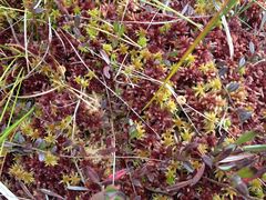 Sphagnum medium