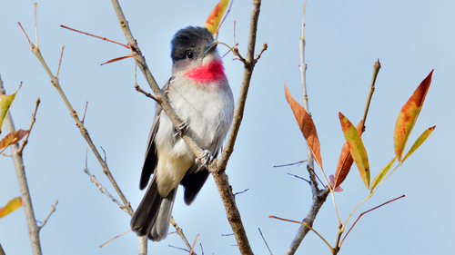 Rose-throated Becard