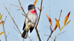 Rose-Throated Becard photo 1