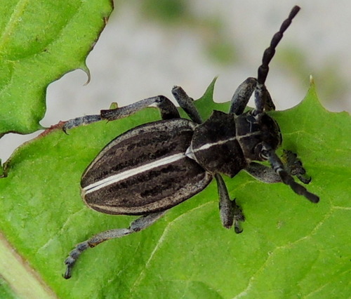 Dorcadion holosericeum