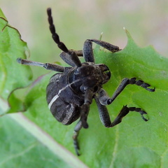 Dorcadion holosericeum
