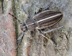 Dorcadion holosericeum