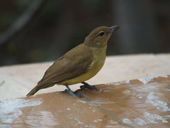 Chlorocichla flaviventris