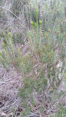 Ceratiola ericoides image