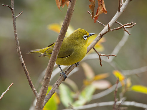 Cape White-eye (Zosterops virens), photo 10