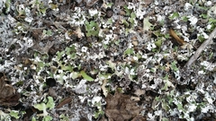 Cladonia prostrata