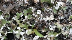 Cladonia prostrata