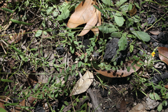 Bossiaea scortechinii