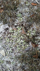 Cladonia prostrata
