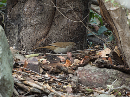 Phyllastrephus terrestris