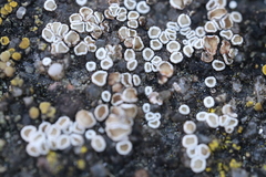 Myriolecis semipallida