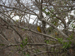 Crithagra sulphurata