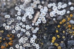 Myriolecis semipallida