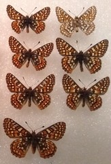 Euphydryas editha