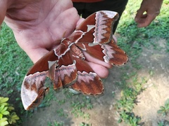 Rothschildia aurota