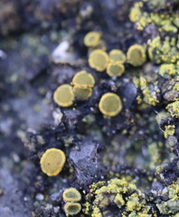 Flavoplaca flavocitrina