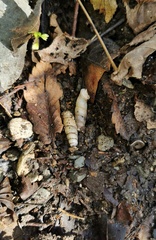 Excussispira lunatica