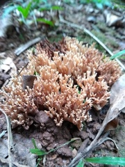 Ramaria