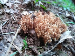 Ramaria